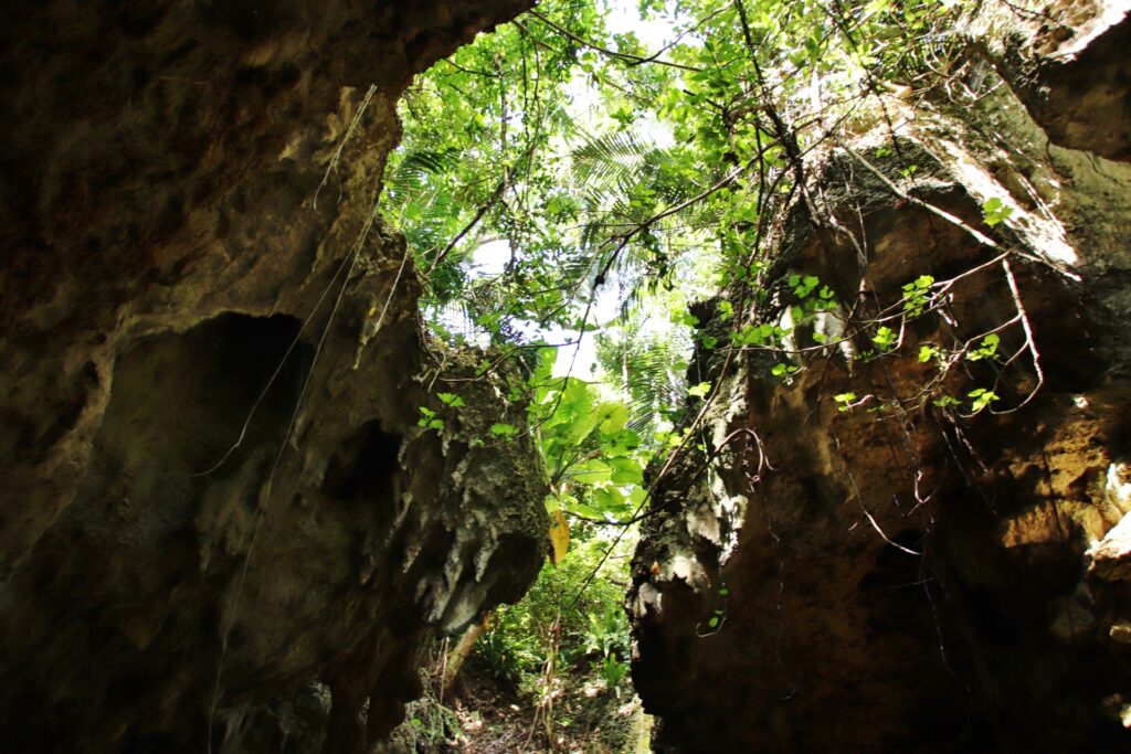 伊良部 ヌドクビアブ ガジュマル