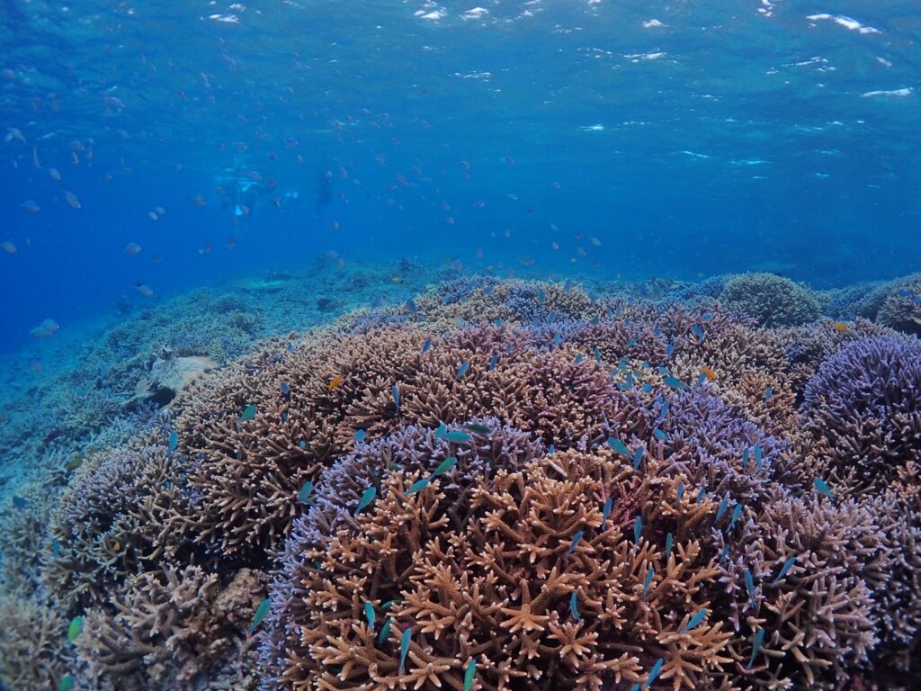 珊瑚の種類と魚の多様性