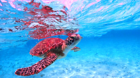 八重干瀬シュノーケリングでウミガメ