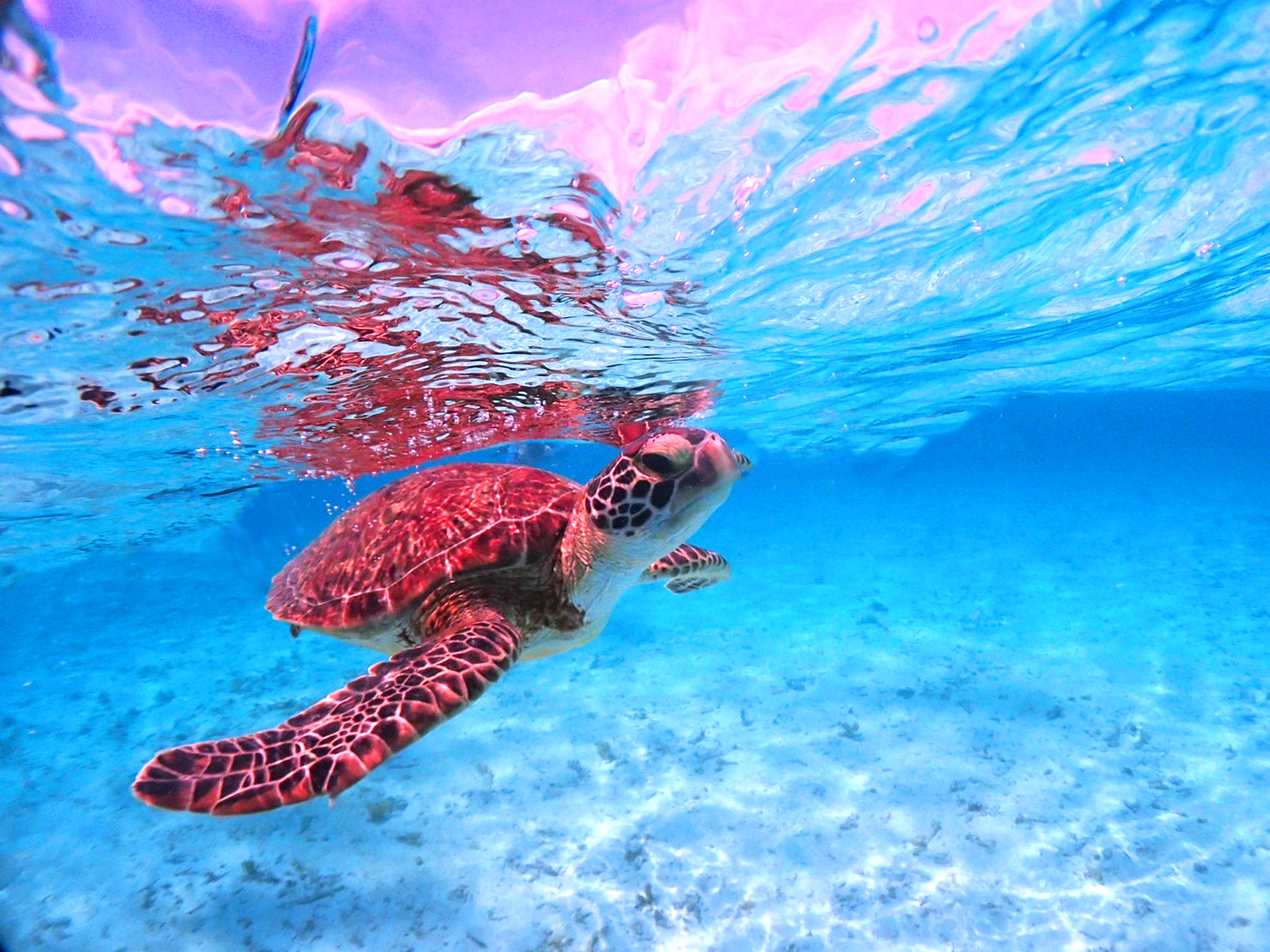 八重干瀬シュノーケリングでウミガメ