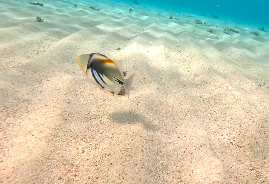 八重干瀬を訪れる方にはシュノーケリングが入門