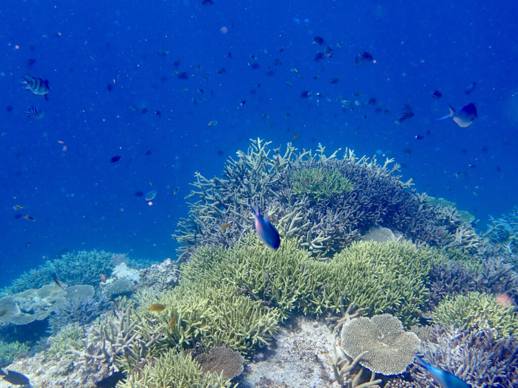 八重干瀬（やびじ）